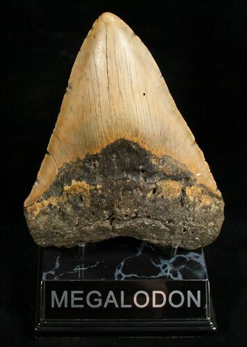 Serrated Megalodon Shark Tooth #6660